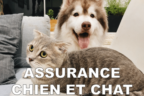 CHIEN-CHAT